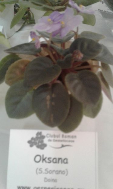 - Expozitie gesneriaceae si hoya- iunie 2017