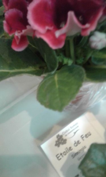  - Expozitie gesneriaceae si hoya- iunie 2017
