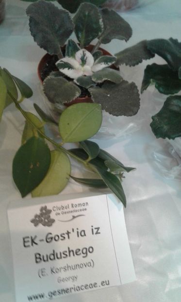  - Expozitie gesneriaceae si hoya- iunie 2017