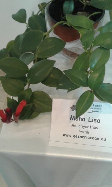  - Expozitie gesneriaceae si hoya- iunie 2017