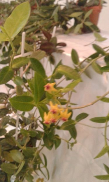  - Expozitie gesneriaceae si hoya- iunie 2017