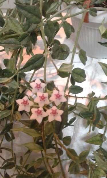  - Expozitie gesneriaceae si hoya- iunie 2017