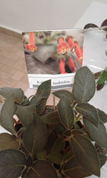  - Expozitie gesneriaceae si hoya- iunie 2017