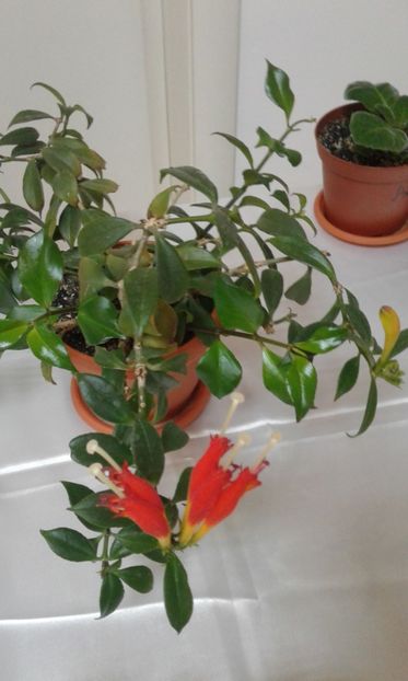  - Expozitie gesneriaceae si hoya- iunie 2017