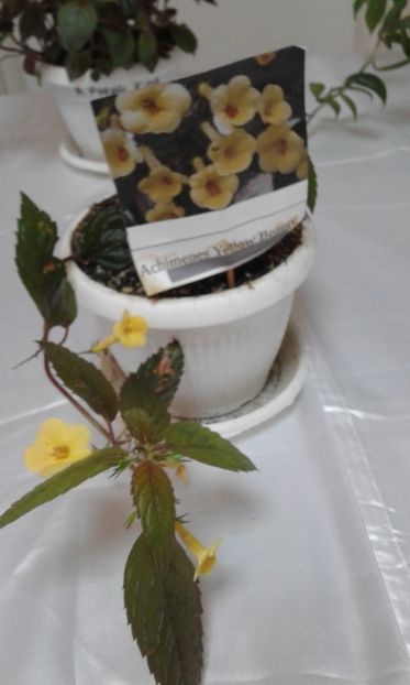  - Expozitie gesneriaceae si hoya- iunie 2017