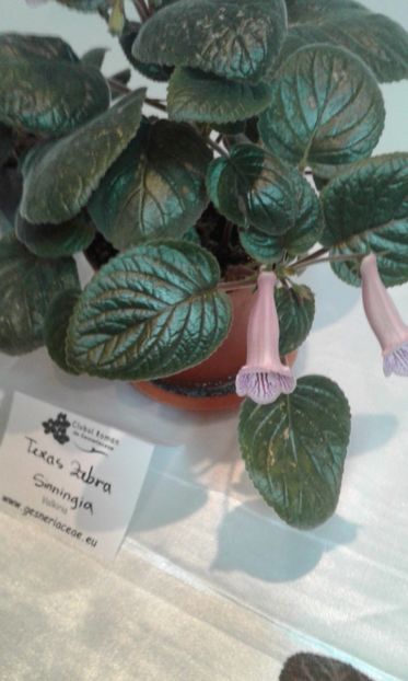  - Expozitie gesneriaceae si hoya- iunie 2017