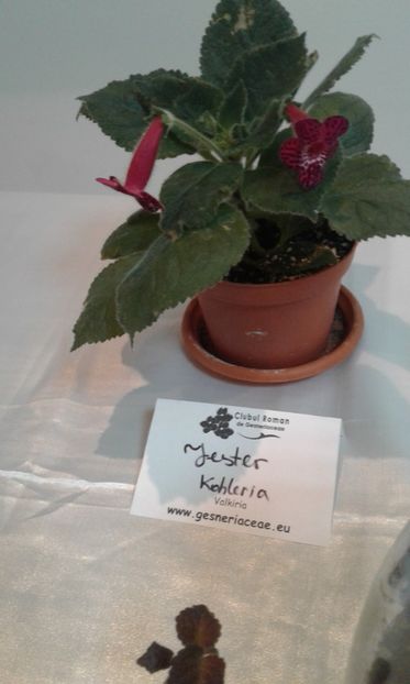  - Expozitie gesneriaceae si hoya- iunie 2017