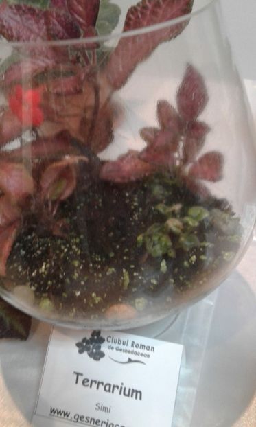 - Expozitie gesneriaceae si hoya- iunie 2017