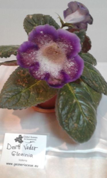  - Expozitie gesneriaceae si hoya- iunie 2017