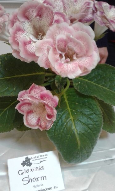  - Expozitie gesneriaceae si hoya- iunie 2017