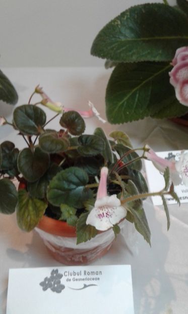  - Expozitie gesneriaceae si hoya- iunie 2017