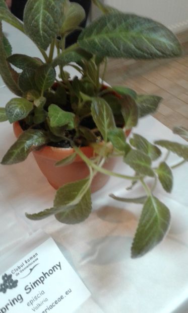  - Expozitie gesneriaceae si hoya- iunie 2017