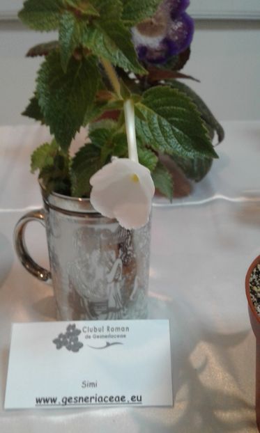  - Expozitie gesneriaceae si hoya- iunie 2017