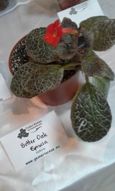  - Expozitie gesneriaceae si hoya- iunie 2017