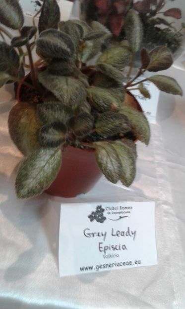  - Expozitie gesneriaceae si hoya- iunie 2017