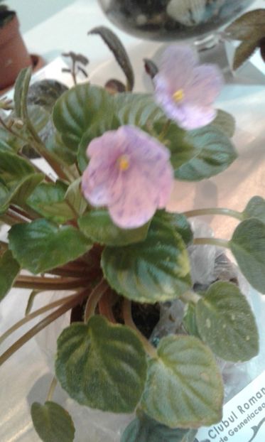 - Expozitie gesneriaceae si hoya- iunie 2017