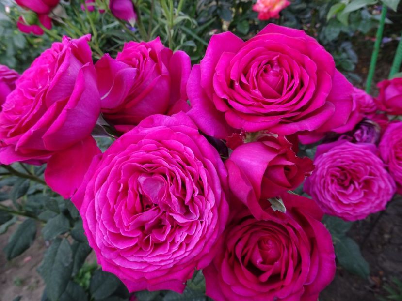  - Johann Wolfgang von Goethe