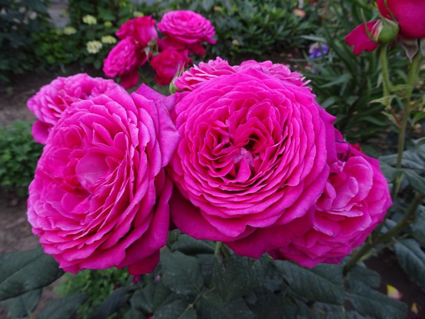  - Johann Wolfgang von Goethe