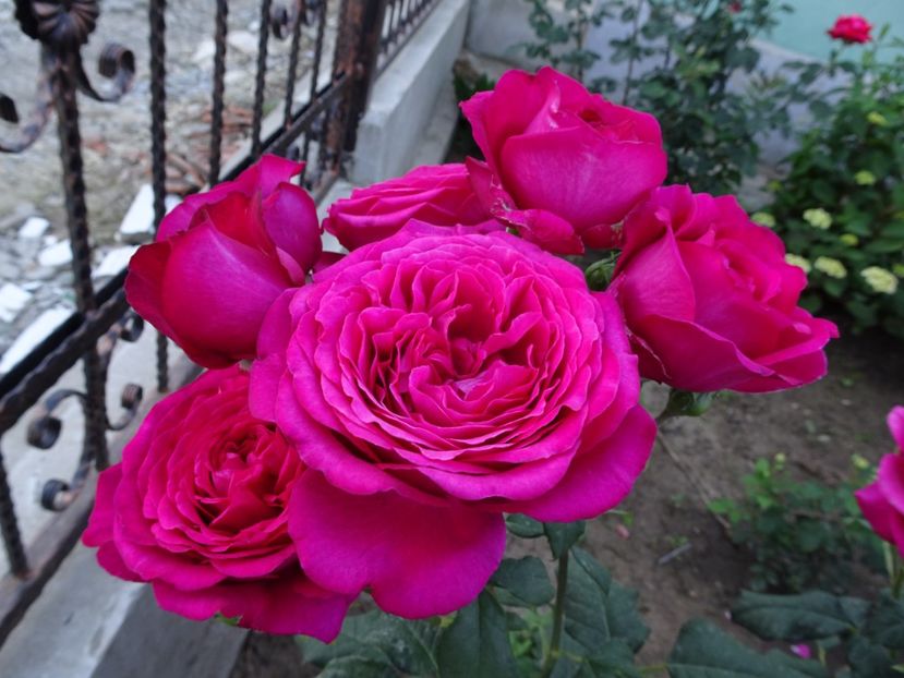  - Johann Wolfgang von Goethe