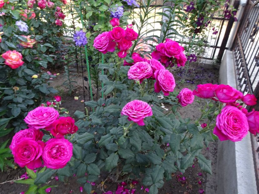  - Johann Wolfgang von Goethe