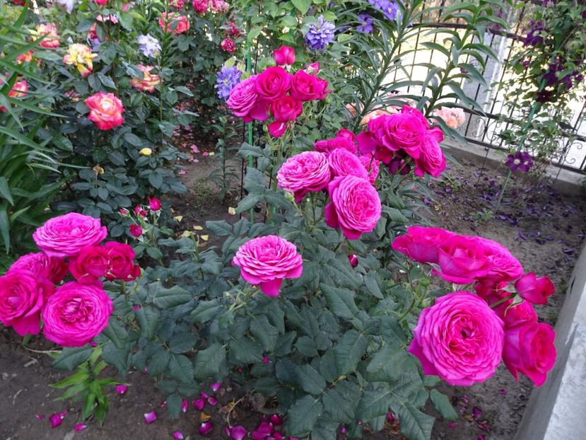  - Johann Wolfgang von Goethe