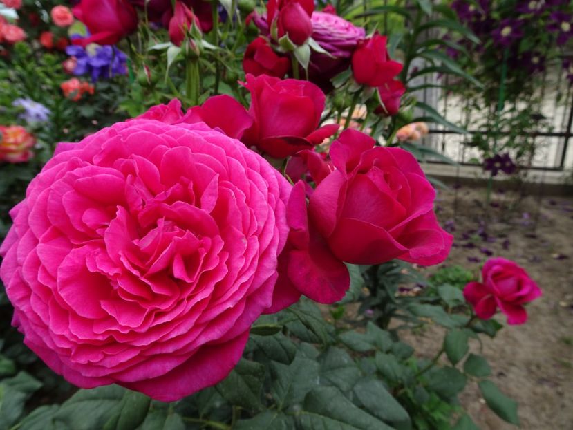  - Johann Wolfgang von Goethe