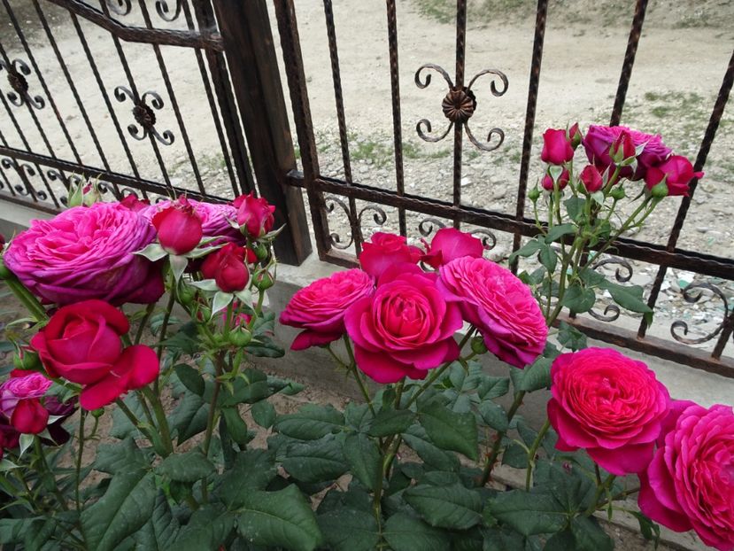  - Johann Wolfgang von Goethe