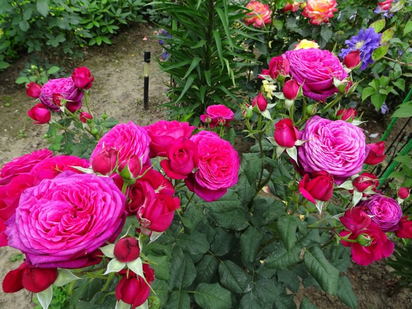  - Johann Wolfgang von Goethe