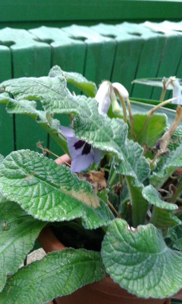  - Gesneriaceae iunie 2017