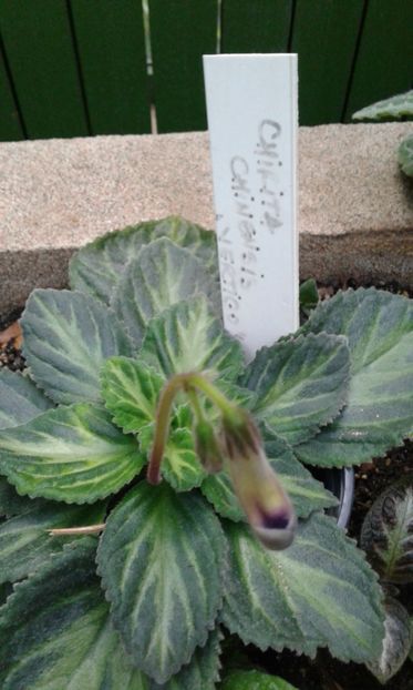  - Gesneriaceae iunie 2017