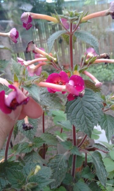  - Gesneriaceae iunie 2017