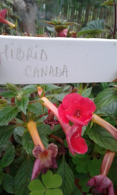  - Gesneriaceae iunie 2017