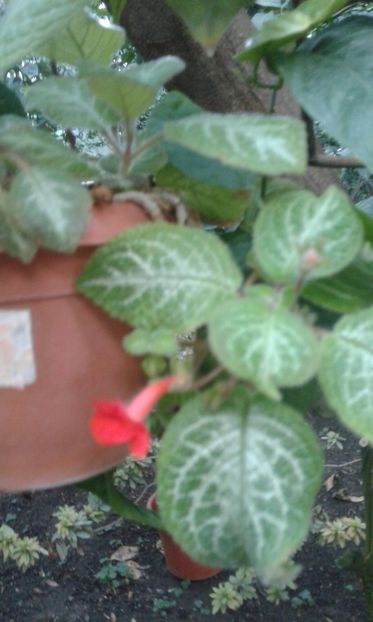  - Gesneriaceae iunie 2017