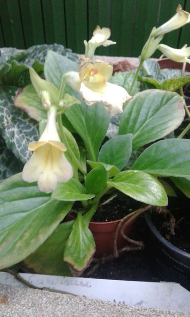 - Gesneriaceae iunie 2017