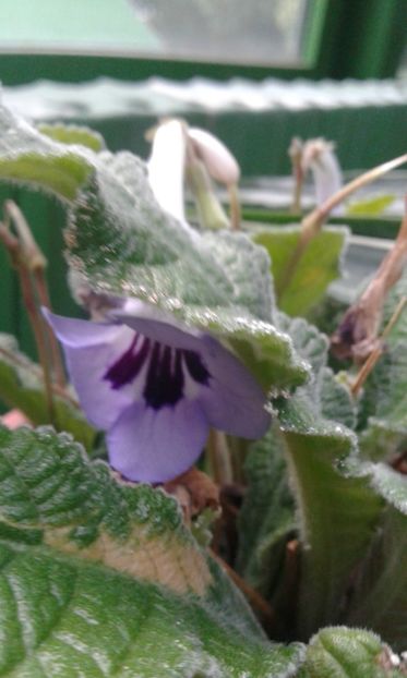 - Gesneriaceae iunie 2017