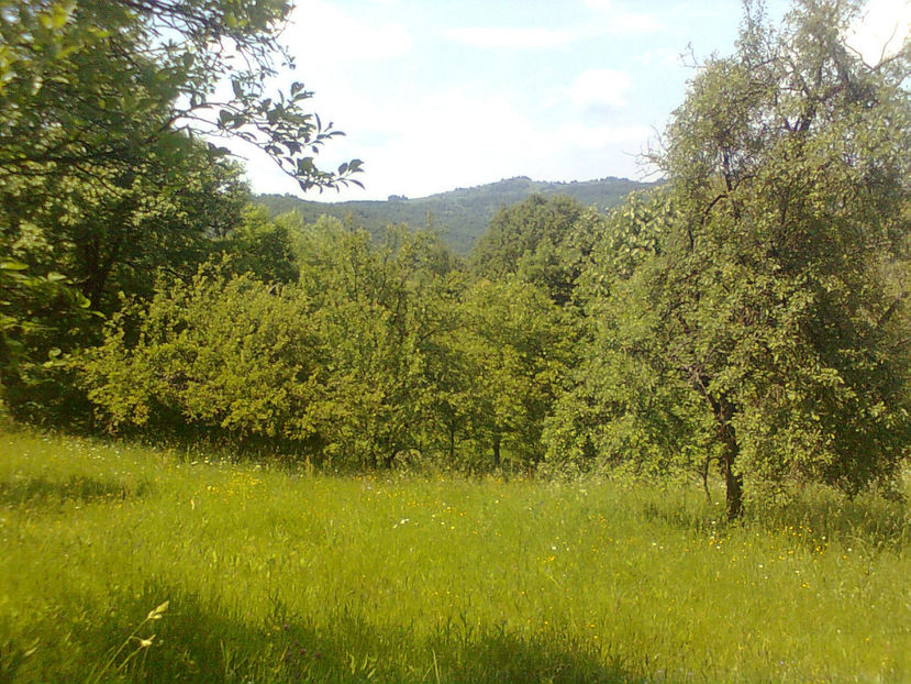  - PRIN GRADINA 2014 -216 - 2017 - 2018 Viata la tara