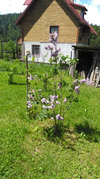 Liliac - Prin gradina