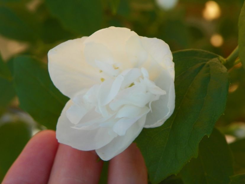 philadelphus Snowbelle - z-Dobarland 2017