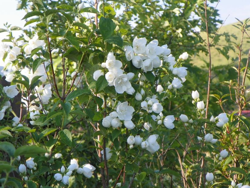 philadelphus Schneesturm - z-Dobarland 2017