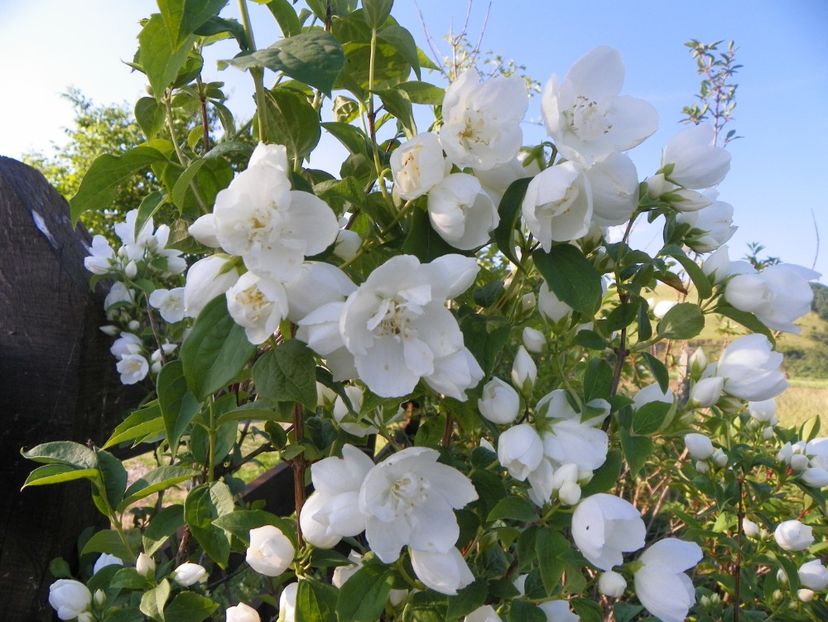 philadelphus Schneesturm - z-Dobarland 2017