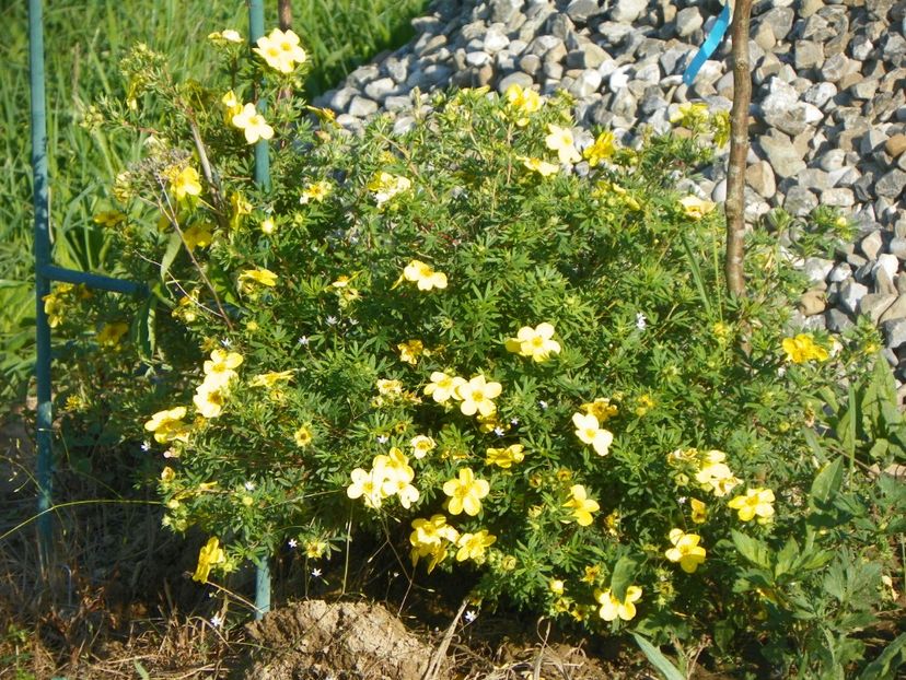 potentilla Goldfinger - z-Dobarland 2017