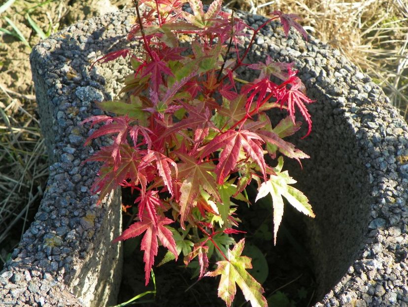 acer palm. Phoenix - z-Dobarland 2017