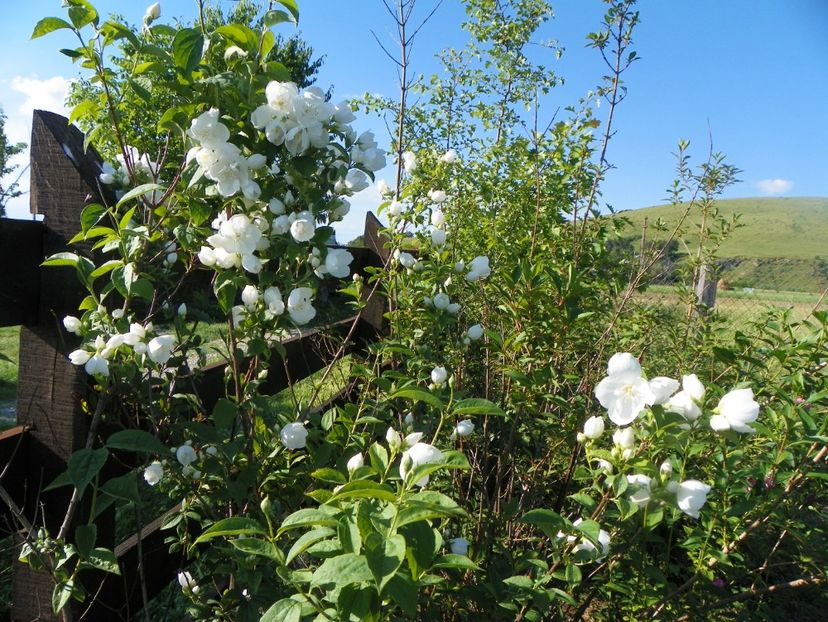 philadelphus Schneesturm - z-Dobarland 2017
