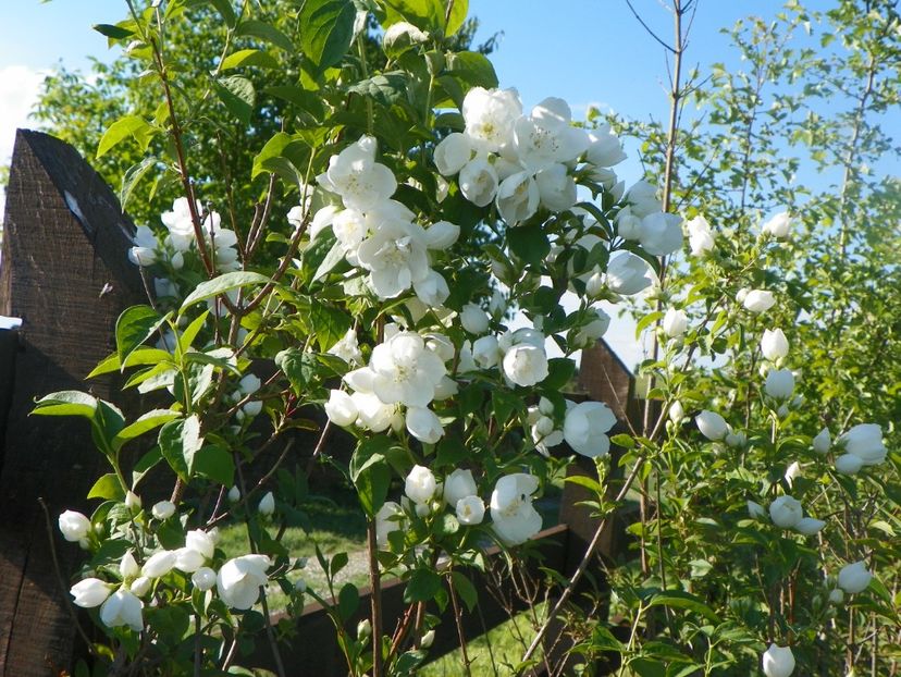 philadelphus Schneesturm - z-Dobarland 2017