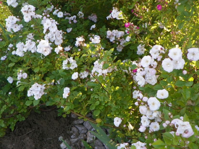 Perennial Blush - Trandafiri 2017