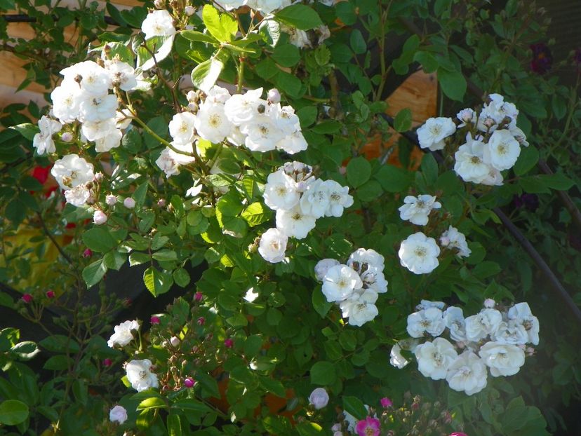 Perennial Blush - Trandafiri 2017