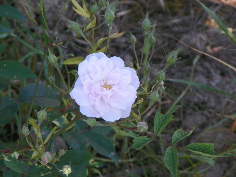 Paul's Himalayan Musk - Trandafiri 2017