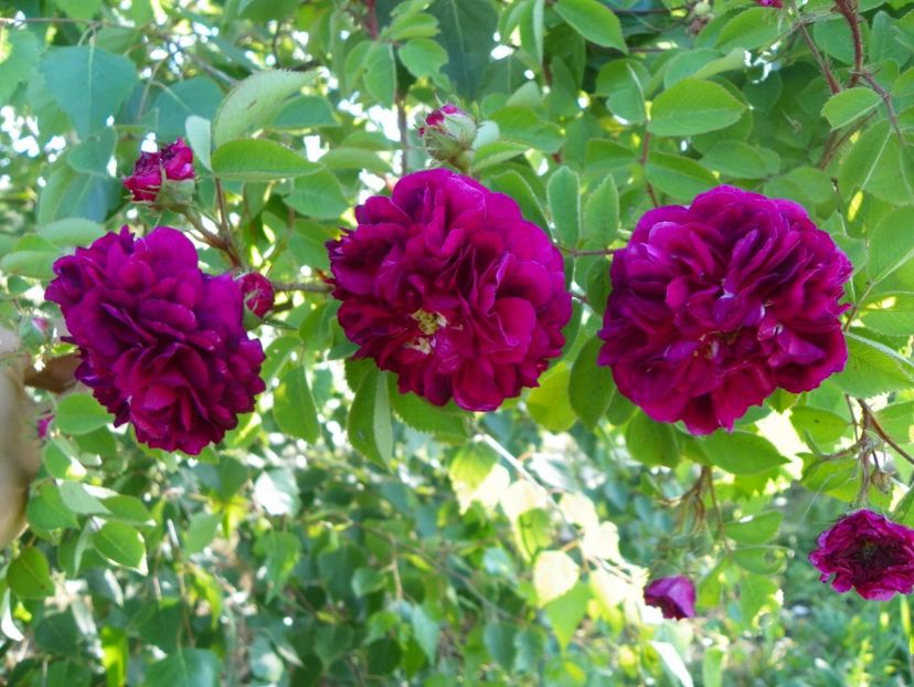 Himmelsauge - Trandafiri 2017