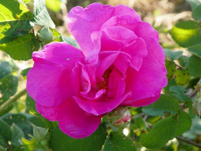 Gallica Officinalis - Trandafiri 2017