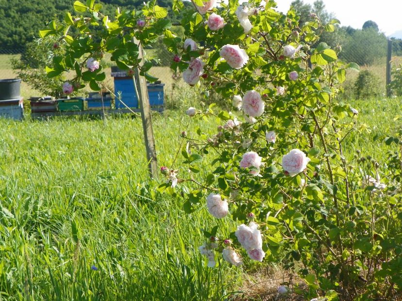 Belle Isis - Trandafiri 2017